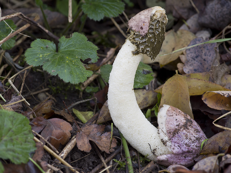 Phallus hadriani